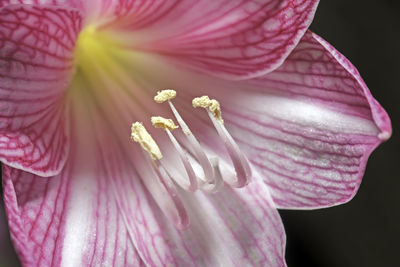 Close-up of pink flower