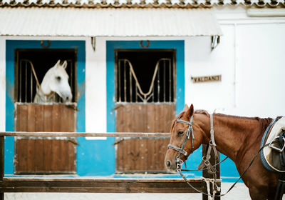 Horse in stable