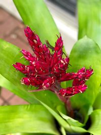 Close-up of red flower