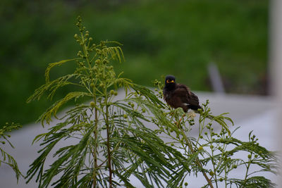 Bird perching on a plant