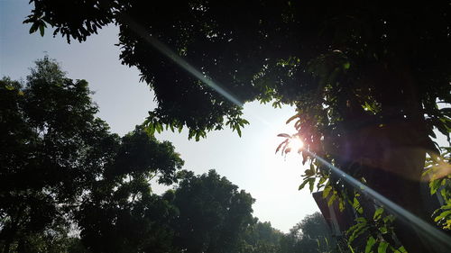 Low angle view of trees against sky