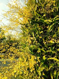 Yellow flowers growing on tree