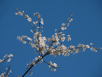 Low angle view of cherry blossom against blue sky