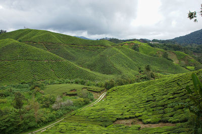 Scenic view of agricultural field against sky