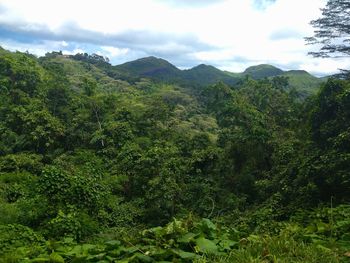 Scenic view of forest against sky