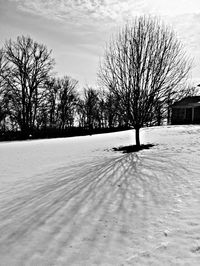 Bare trees on snow covered landscape