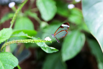 Close-up of butterfly on leaf