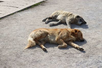 High angle view of dogs on footpath