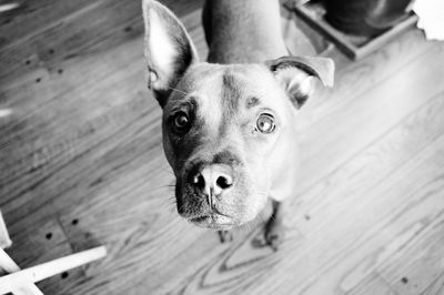 Close-up portrait of dog