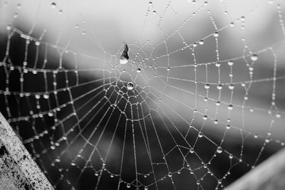 Close-up of spider web against blurred background
