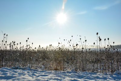 Scenic view of field against sky during winter