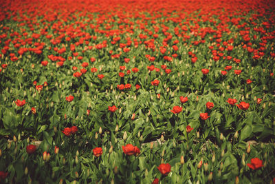 Full frame shot of red flowers growing in field