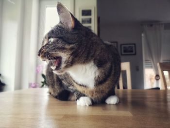 Cat looking away while standing on hardwood floor