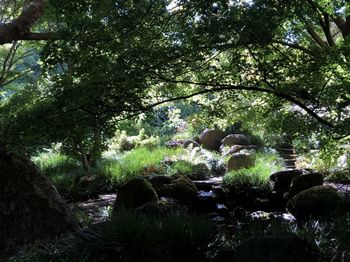 View of a forest