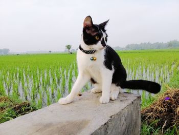 View of a cat on field