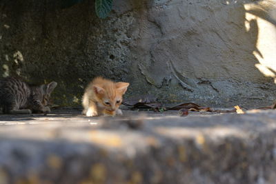 Portrait of cat