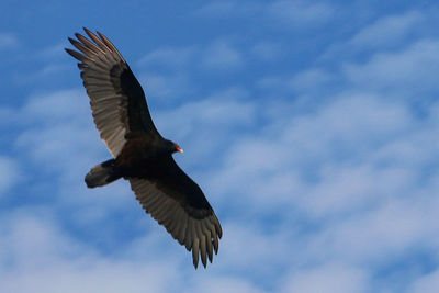 Low angle view of eagle flying in sky