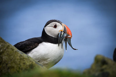 Close-up of a bird against the sky