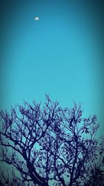 Low angle view of trees against clear blue sky