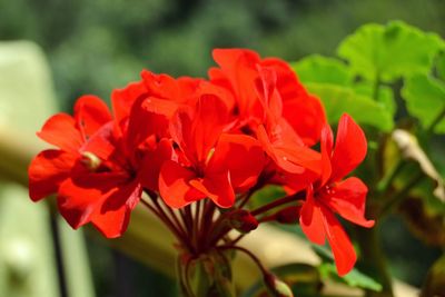 Close-up of red flowers