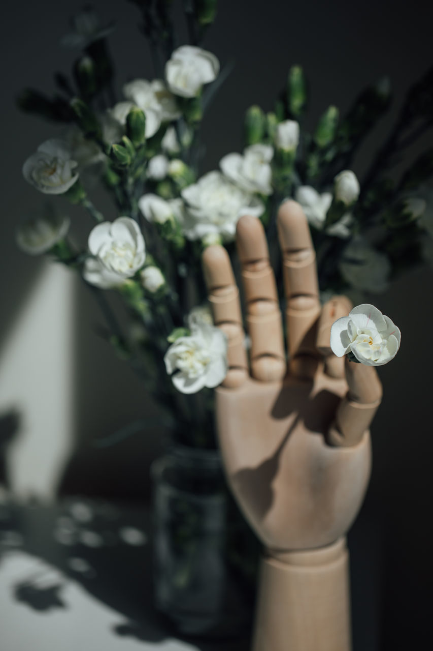 CLOSE-UP OF HAND HOLDING WHITE FLOWER