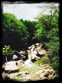 Stream in forest