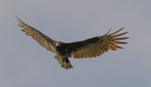 Low angle view of bird flying against clear sky