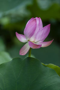 Close-up of pink water lily