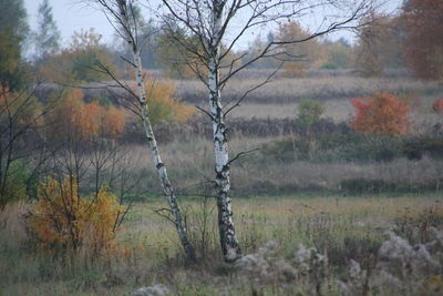 Bare trees on landscape against sky