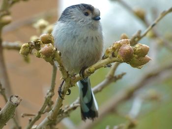 Close-up of bird perching on branch