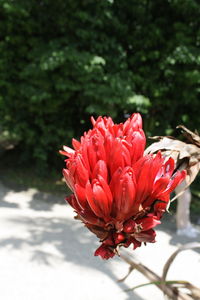 Close-up of red flower