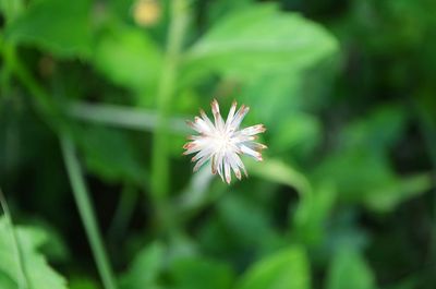 Close-up of white flowers blooming outdoors