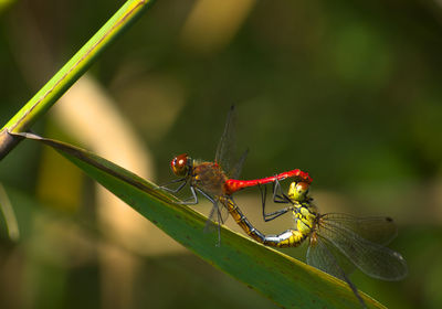 Close-up of insect on leaf