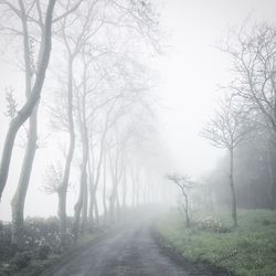 Empty road amidst trees against sky