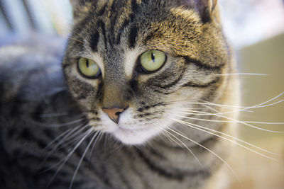 Close-up portrait of cat