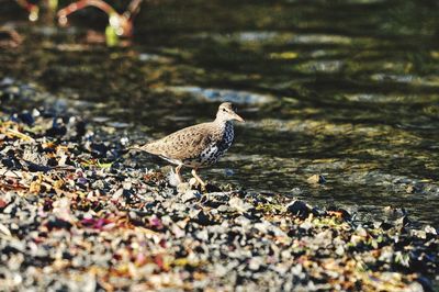 Bird perching on a rock