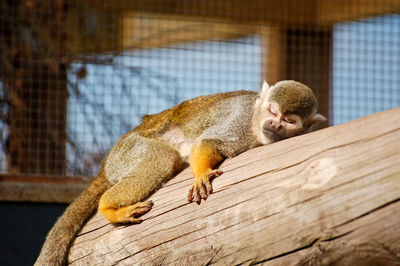 Squirrel monkey asleep on branch