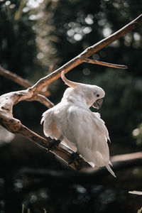 Bird perching on a branch