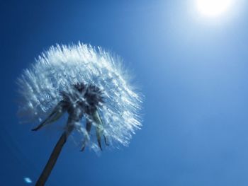 Close-up of flower against clear blue sky