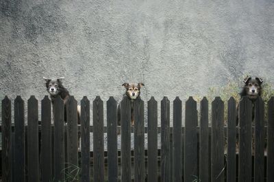 Portrait of stray dogs looking over picket fence against wall