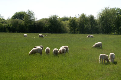 Sheep grazing in a field