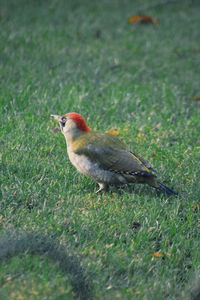 Close-up of bird perching on field