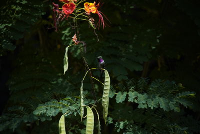 Close-up of flowering plant against trees