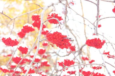 Low angle view of red berries on tree