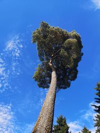 Low angle view of tree against blue sky
