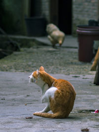 Full length of a cat on footpath