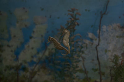 Low angle view of lizard against sky
