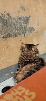 Cat sitting on wall