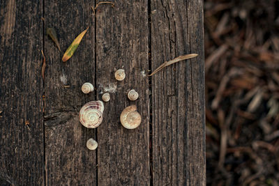 High angle view of shells on wood
