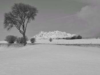 Bare trees on snow covered landscape